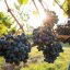 O Mundo dos Vinhos Portugueses: Regiões, Castas e Combinações Gastronómicas