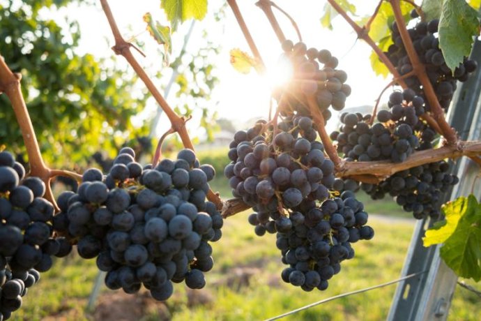 O Mundo dos Vinhos Portugueses: Regiões, Castas e Combinações Gastronómicas