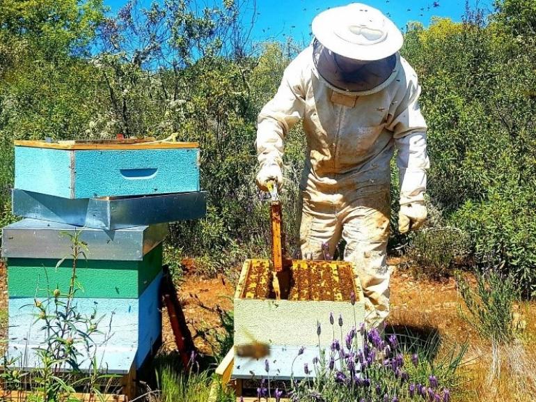 Valle das Corujas e a sua apicultura!